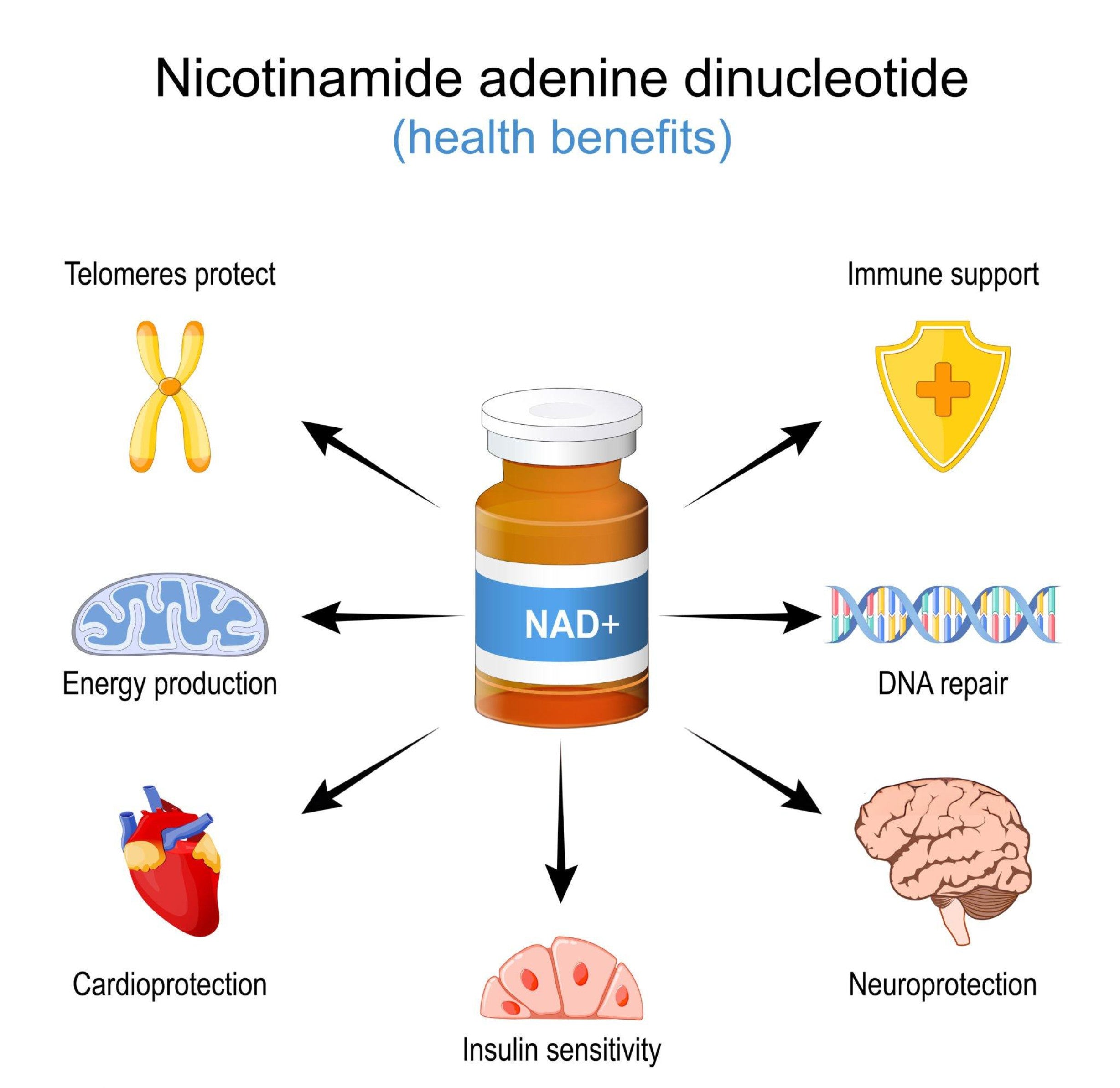 What is NAD Plus: Everything You Need To Know?